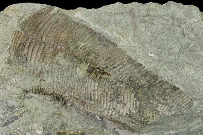 Fossil Conulariid (Conularia) - Crawfordsville, Indiana #142487